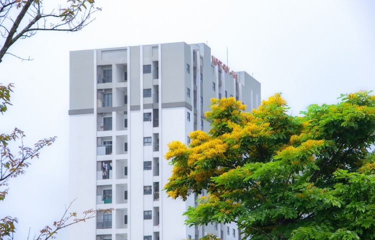 Có những buổi sáng, bước chân ta như chậm lại trên những lối nhỏ quanh đô thị